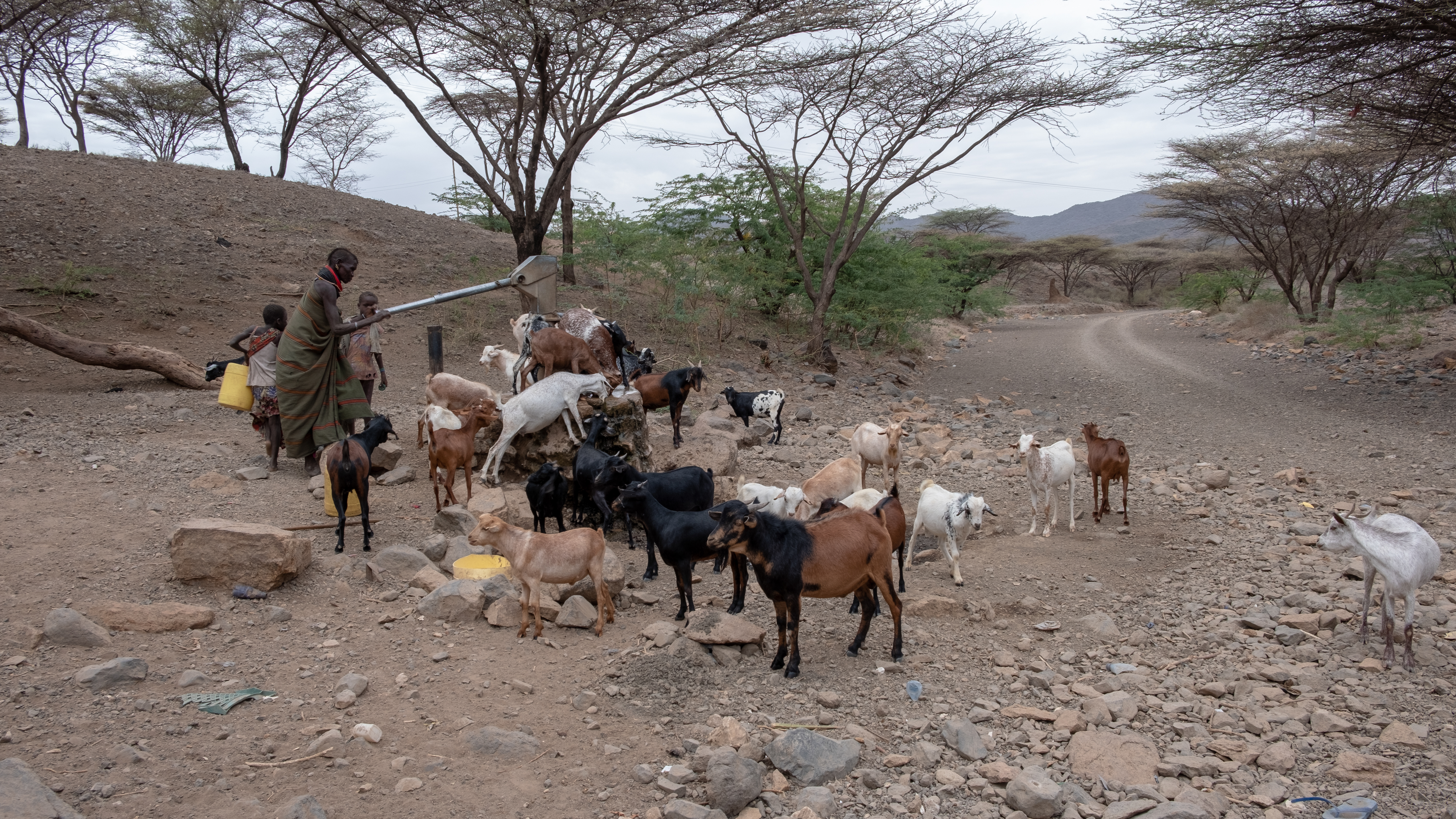 DSCF7249 An elderly lady pumping water for her goats at a borehole but the water is to saline for human consumption with the dried up river bed in shot