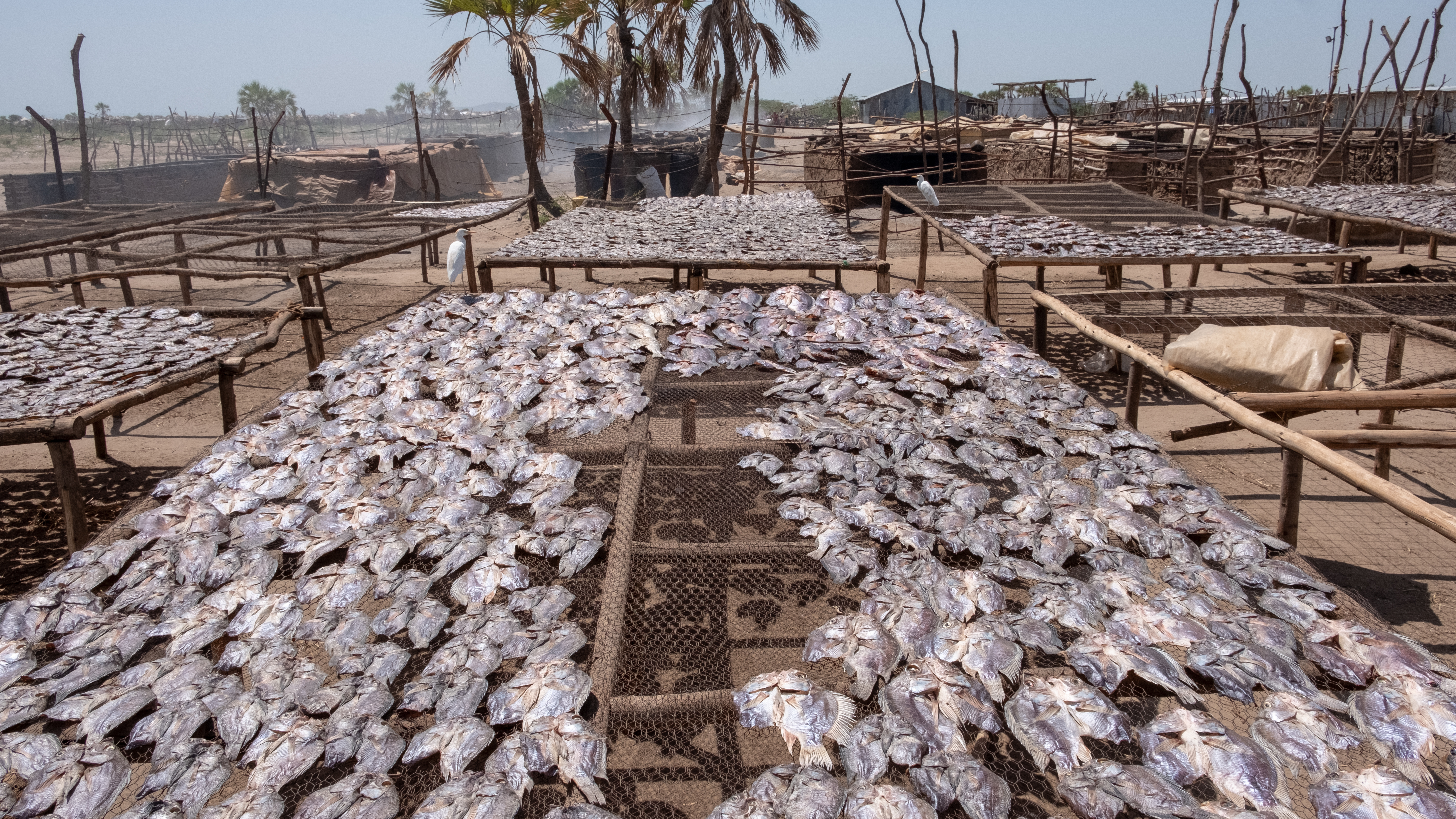 DSCF8690 Fish drying under the sun at Impresa beach in Kalkol town